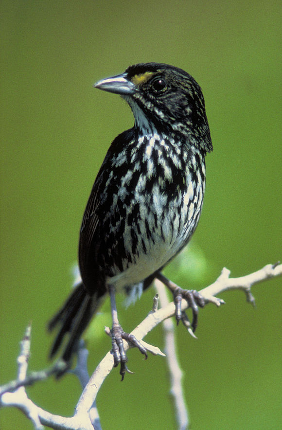 SilentMedea's tweet photo. 6⃣0⃣ On 17 June 1987, the last dusky seaside sparrow died on Walt Disney World Discovery Island in Florida. The species went extinct due to extended use of DDT against mosquitoes in marshes upon expansion of the Kennedy Space Center.
#60SilentSprings
https://t.co/3NuvxVhKXC https://t.co/LJtxd2YVOb