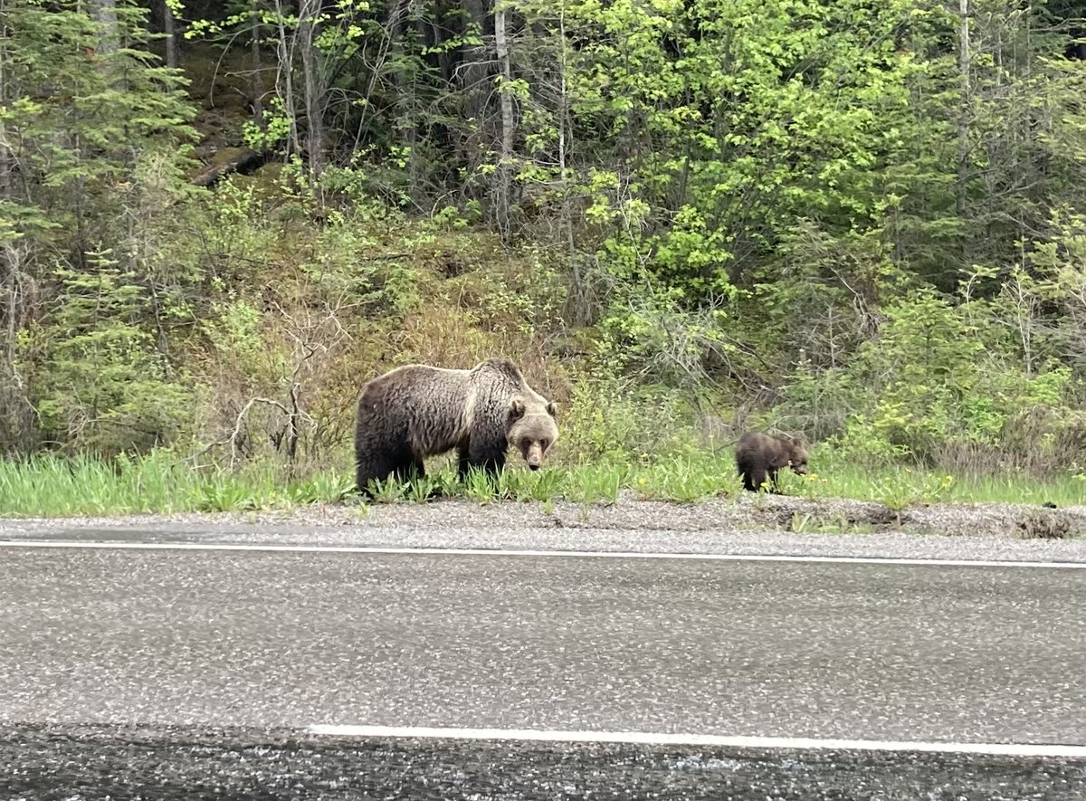 Driving from Banff Alberta to British Columbia and a rare roadside treat as we spot a female grizzly bear and her cub grazing 🇨🇦