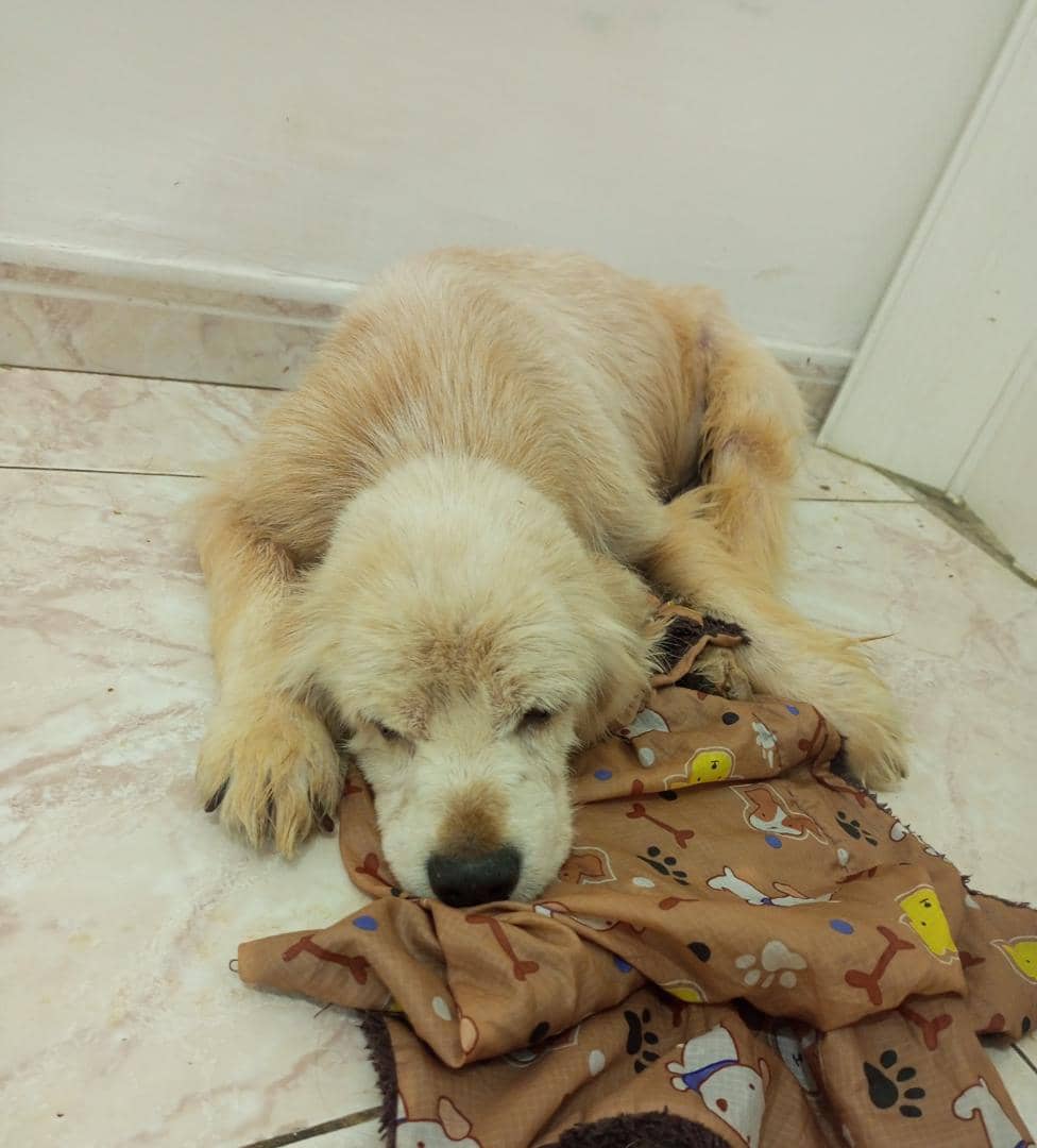 PerroUsuario's tweet photo. Reporta @gaspy19: #13Jun 🐶Dominic #BuscaHogarResponsable Rescatado cuando fue atropellado.Necesita familia amorosa.Esta muy recuperado 🙏🏻 🐶 Contacto Yuniel Ruiz ���� 04242368216. https://t.co/SrzPvKEftv