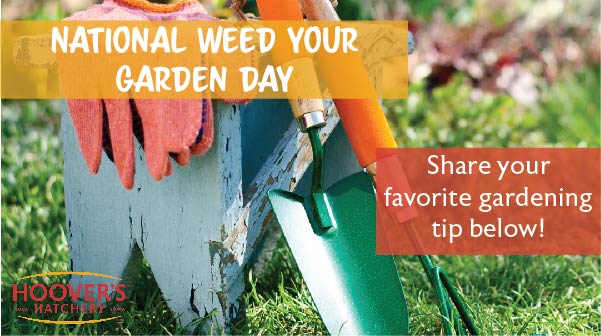 It's National Weed Your Garden Day! Here is your annual reminder to spend an extra 5-10 minutes weeding your garden 🌱☀️ Share your favorite gardening tip in the comments below!
