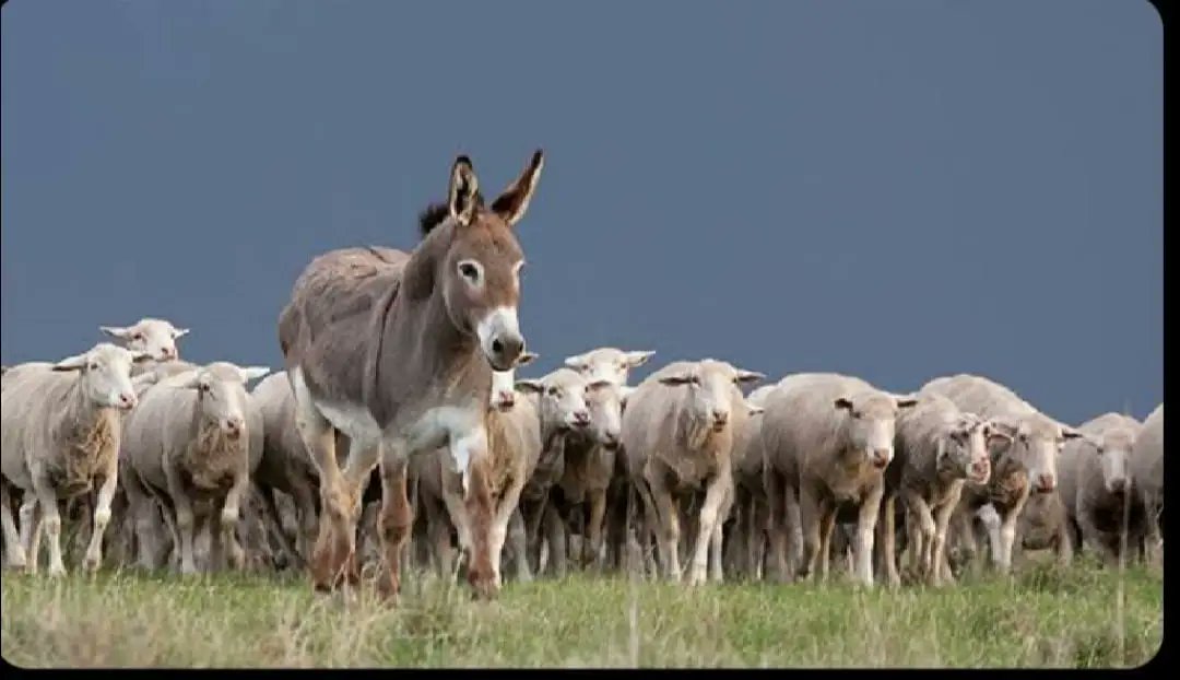 gaur_young's tweet photo. @rssurjewala @INCIndia एक गधे की पेशी पर कभी इस तरह का सामूहिक झुंड भी देखा है क्या??
@INCIndia 
@RahulGandhi
@rssurjewala
🤔🤔🤔.. https://t.co/9HWSk2NN5Q