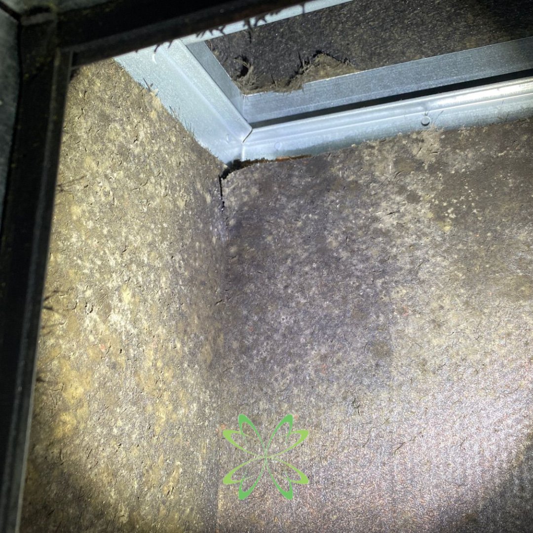 moldinspected's tweet photo. It's #MoldyMonday and it's HOT! 🥵 We know you want to come into a nice, cold house, BUT... if you run your A/C TOO cold, it can cause moisture in the plenum, causing #moldgrowth! 🦠 #elitemoldservices #moldmadesimple #moldinspection #moldtoxicity #mold #airhandler https://t.co/3gBM5P63gD