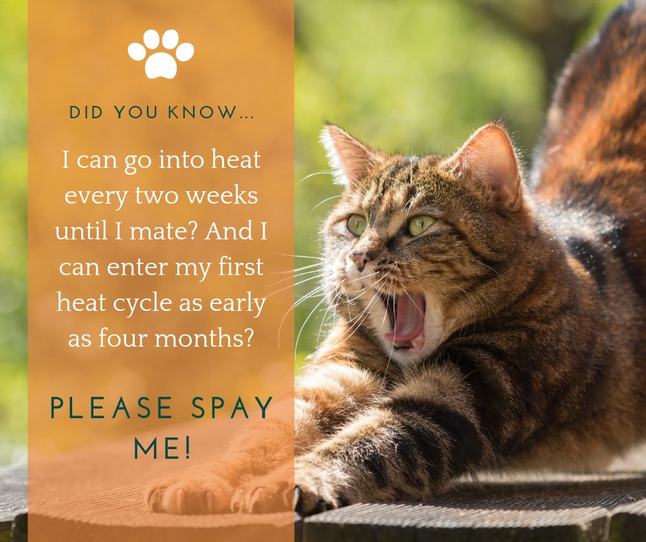 humane_solution's tweet image. Spay-neuter is the key to ending pet overpopulation and keeping adoptable pets out of our shelters. If you or someone you know needs help with spay-neuter costs, please visit the spay-neuter page of our website. buff.ly/2XEyNqF