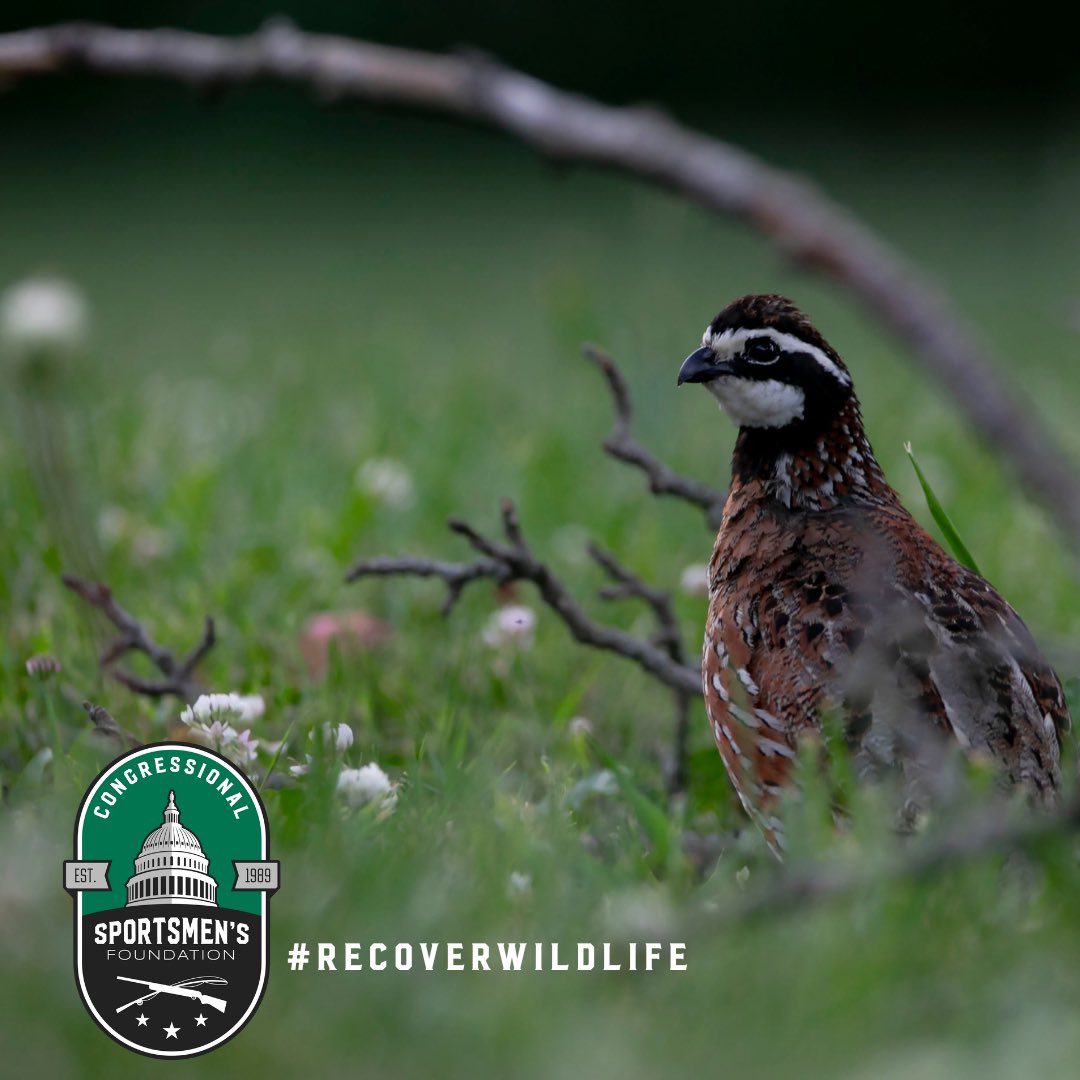 All Hands on Deck for America’s Wildlife! ❕❕❕❕
Join us in our effort to lead #RAWA to success. Encourage your Representative to vote yes on this historic conservation funding bill. #RecoverWildlife 
csf.salsalabs.org/RAWAJune2022/i…