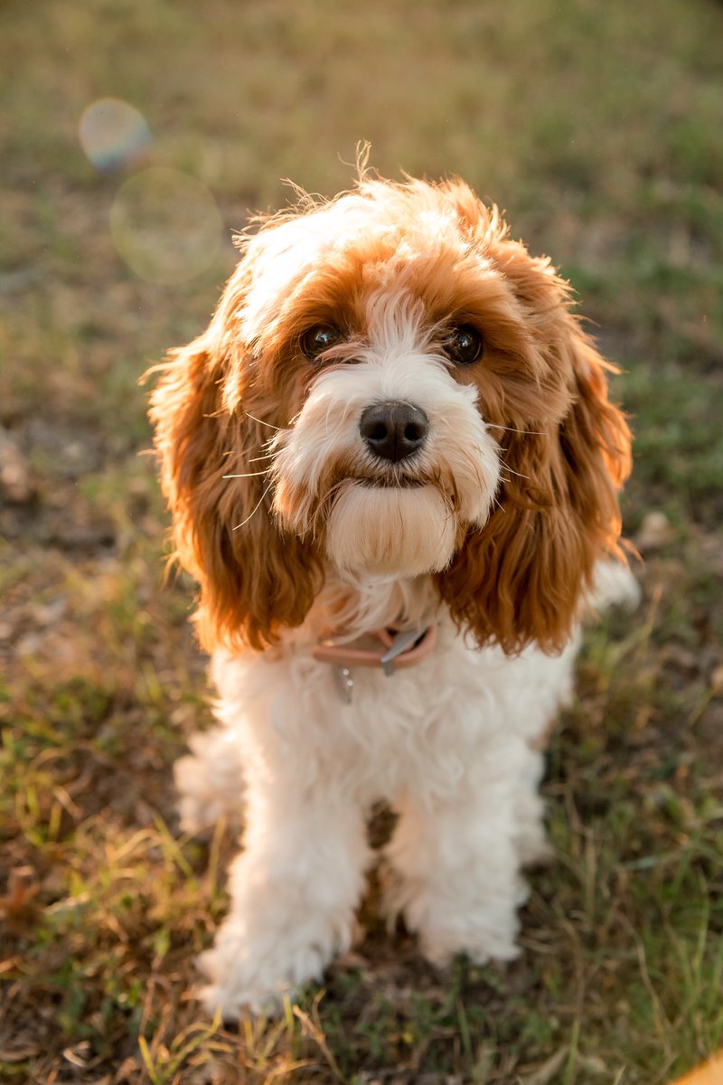 AlleePhotograph's tweet photo. I love when clients bring their dogs to photoshoots! Look at this cutie! ♥️🐶 https://t.co/N0BWgnTBNY