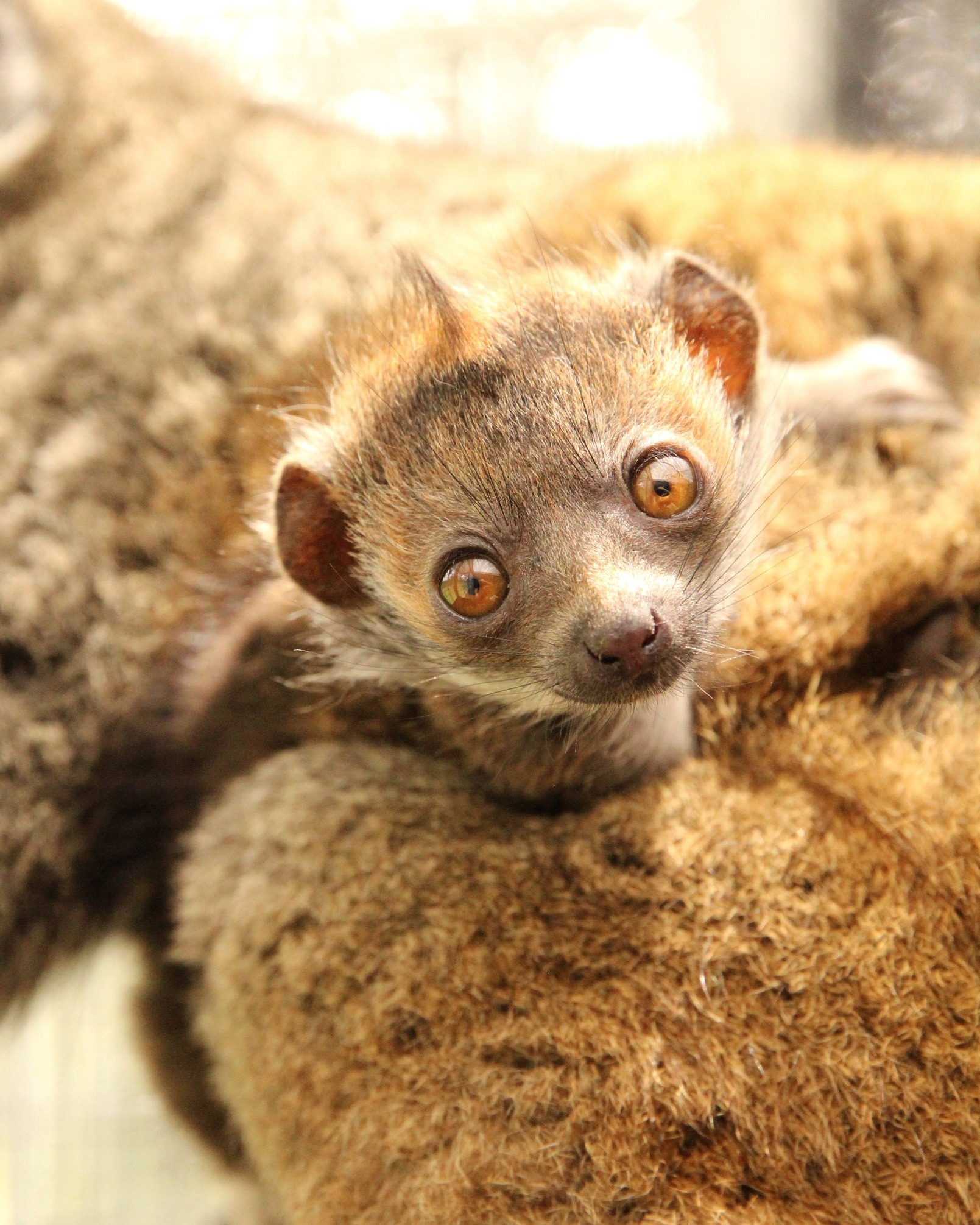 AZA (@zoos_aquariums) / Twitter