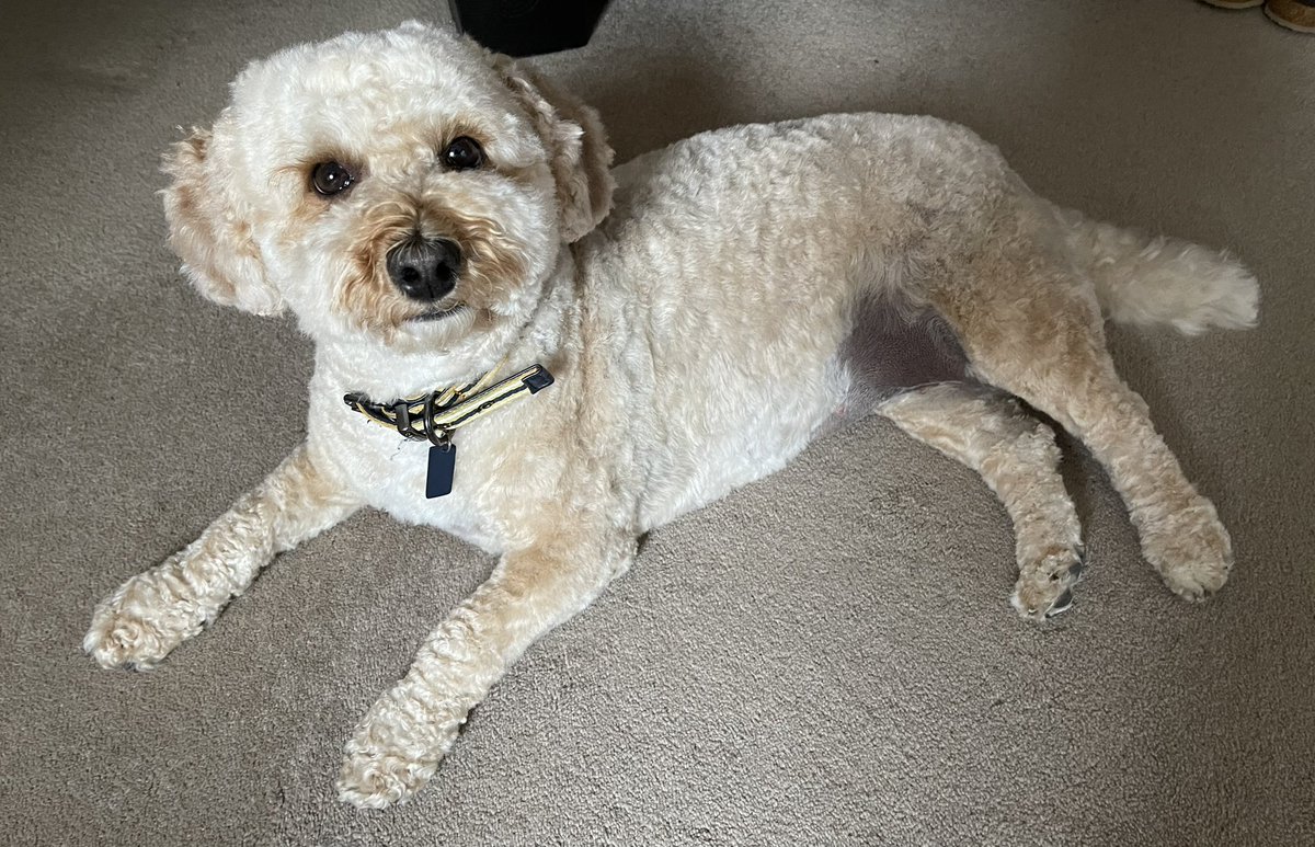 Ruby_Cockapoo's tweet image. I’ve been to the hairdresser ✂️ I look like I’ve been skinned alive and I smell like flowers 🌺 I will try &amp;amp; find some  🦊 💩 on my travels tomorrow 😬🐾🐶💕 #Dogsoftwitter #Cockapoo #Ruby #Dog #Hairdresser