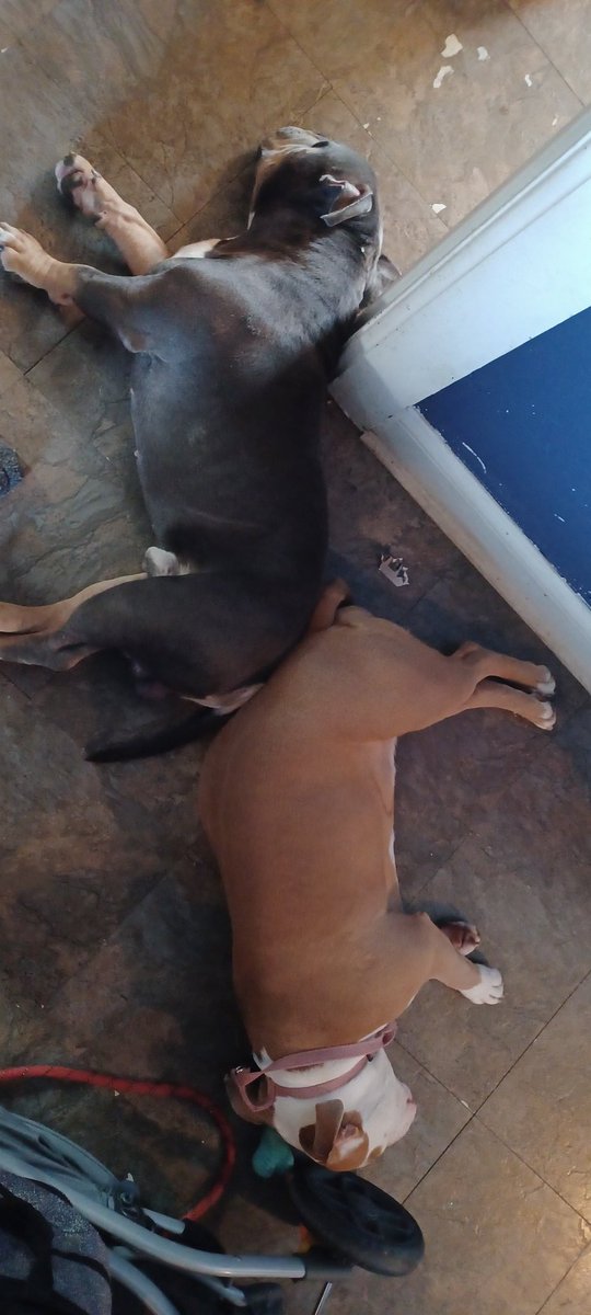 LilLady01981's tweet photo. Sleepy heads https://t.co/BuDNscRBf5
