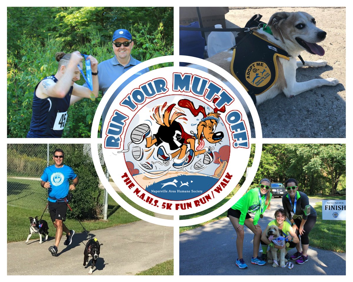 NaperHumane's tweet image. Our Run Your Mutt Off 5K fun run/walk is in 12 days at St James Farm Forest Preserve. Join us on Saturday 25th June and raise much needed funds for animals in need. Register and create your own fundraising page here: NAHS5K2022.givesmart.com