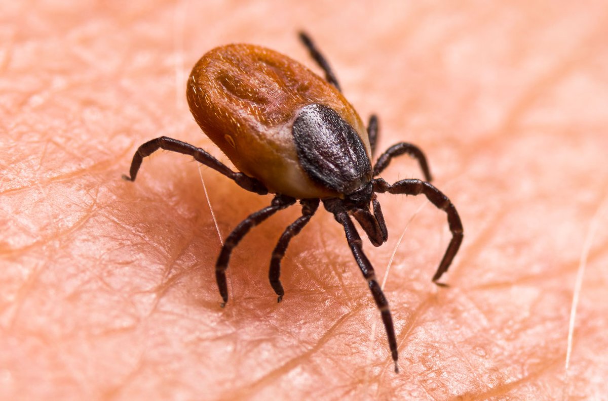 A #Connecticut woman has died after becoming infected with the tickborne #PowassanVirus.

The woman, who was in her 90s, lived New London County and became sick in early May. She is the second person in CT to test positive for the virus this year.

#Ticks #Summer #Virus #Hiking