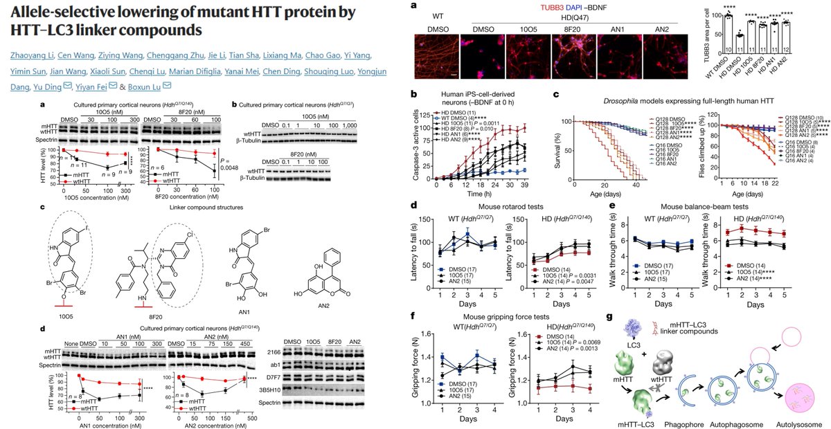 HaoYin20's tweet photo. Autophagosome-tethering compound #ATTEC can specifically degrade insoluble mutant HTT protein aggregates #HuntingtonsDisease
Allele-selective lowering of mutant HTT protein by HTT–LC3 linker compounds
Dr. Yu Ding, Yiyan Fei & Boxun Lu labs @Nature 2020
https://t.co/KZQBXDR0Bz https://t.co/5LwVRJ04uL