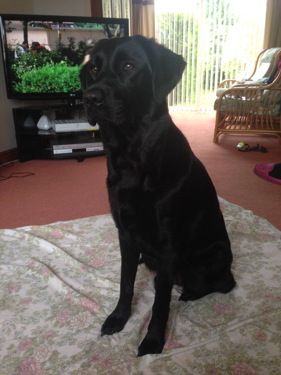 IanBatchelors's tweet photo. Having a 💤 @GuideDogEnya w ants thank all the staff @LOROSHospice today for all the fusses and taking care of ALL the patients https://t.co/PQmwnER4gX