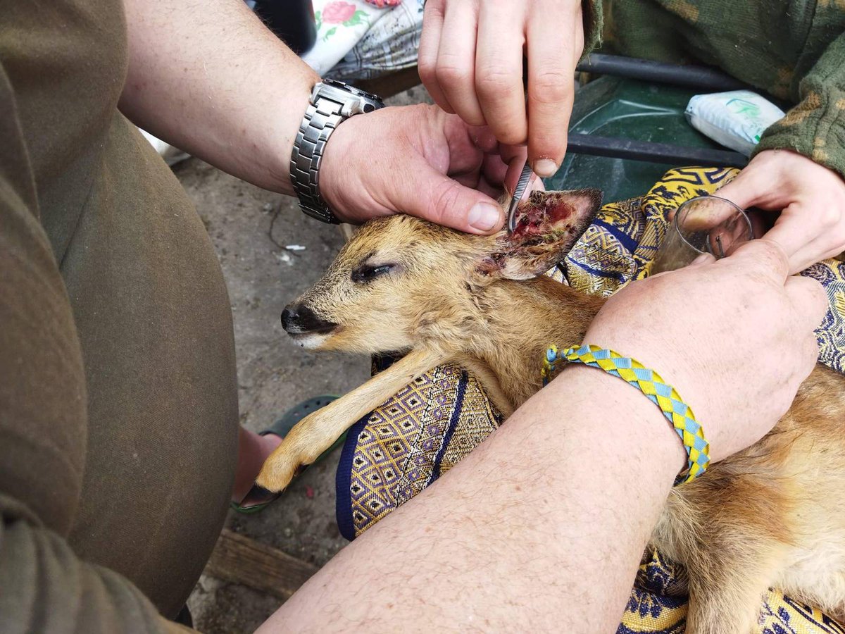 DefenceU's tweet photo. An exhausted roe fawn was rescued by Kryvyi Rih @TDF_UA during a patrol in a forest in the Kherson region. Its mother was killed by a russian landmine explosion. Military medics helped the animal.
Photo by Max Trach https://t.co/42Rt5vigeb