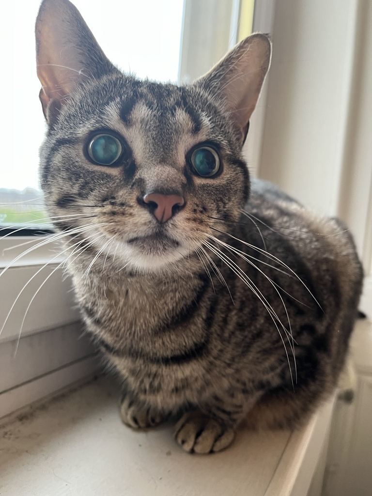 Made it home from #vidukon and The Boy is here to greet me!