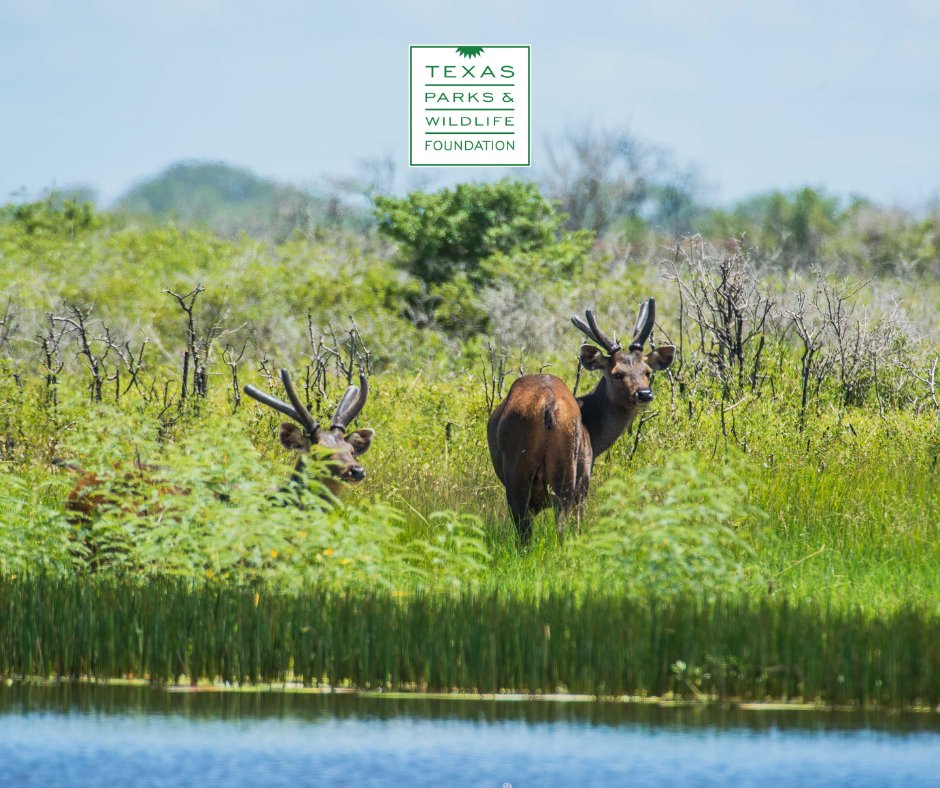 TPWFoundation's tweet photo. Keeping Texans involved in the outdoors and informed and impassioned for the state’s resources will keep our conservation legacy alive. #TexasParksandWildlife  #WildAnimalsofTexas #TexasWildlife 
📸 : Jonathan Vail Photography
📍 : Powderhorn Ranch https://t.co/A7pknFJQF3