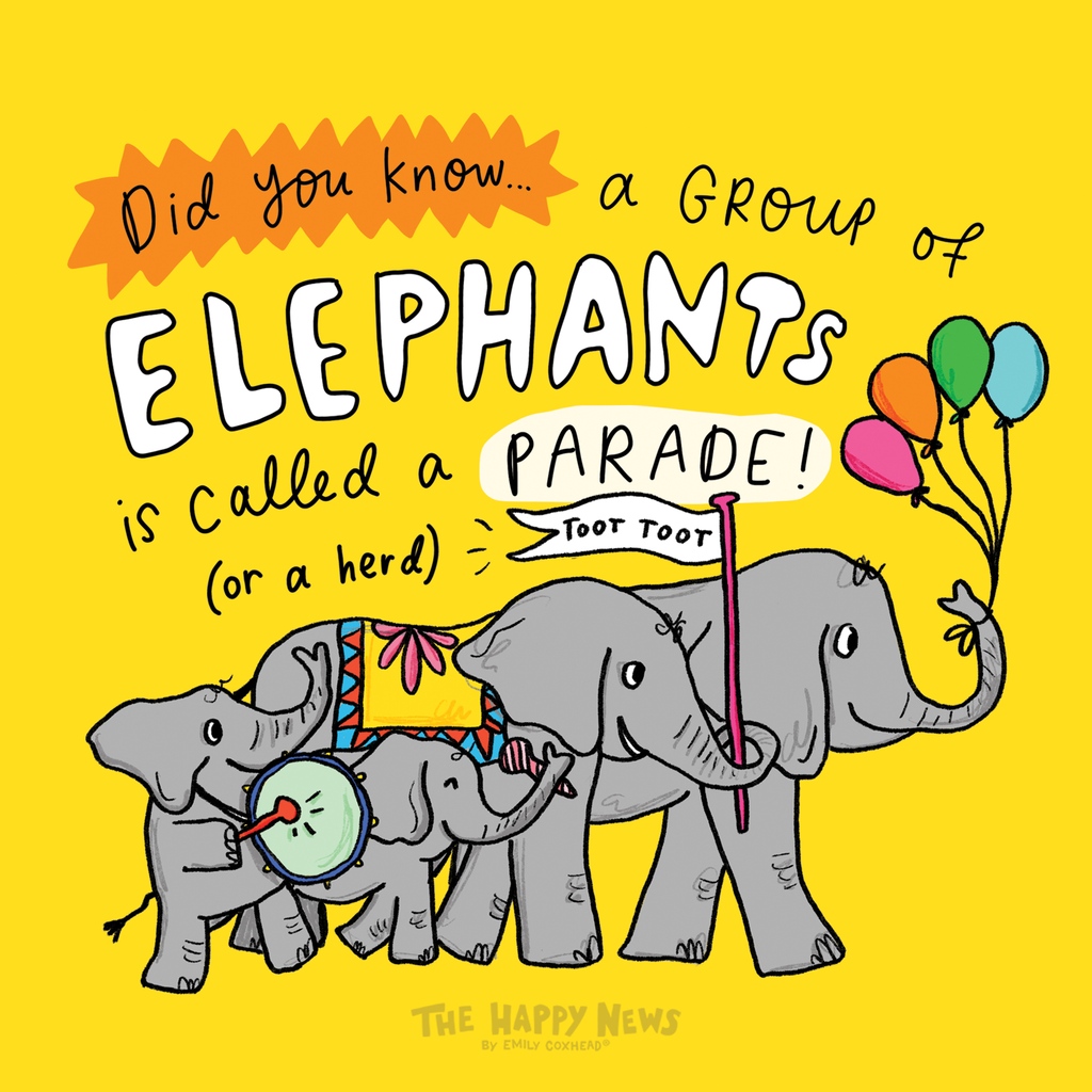 HappyNewspaper_'s tweet photo. Did you know that a group of elephants is called a parade? Or a herd... 🐘 🎉

#TheHappyNewspaper #TheHappyNewFact https://t.co/64NwY9kPHO