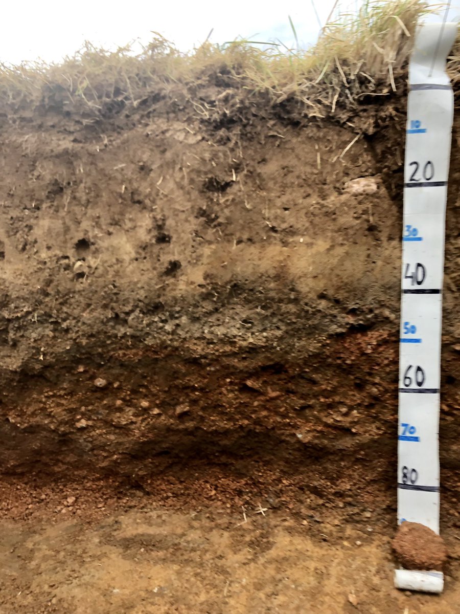 WRB2022's tweet photo. Last profile, end of the tour 😔
Site #21
Classification:
WRB: Eutric, Katofluvic Gleysol (Epiandic, Drainic, Hyperhumic, Petrogleyic, Episiltic, Endoskeletic, Vitric)
USDA ST: Hydrous over medio-skeletal Ferrihydridic, Fragic, Duric Plaquand
#Iceland 🇮🇸
#soilclassification tour https://t.co/tUiLmKFS2I