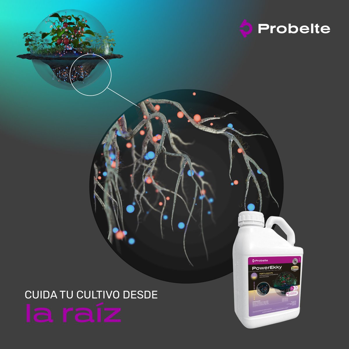 Cuida tu cultivo desde la raíz con PowerEkky. ⚡️

Este bioestimulante se encarga de actuar eficazmente en la raíz, consiguiendo unas raíces más fuertes, desarrolladas y estructuradas. 🌱

#Probelte #sanidadvegetal #sectoragricola #agricultura #cultivos #innovación #biotecnologia