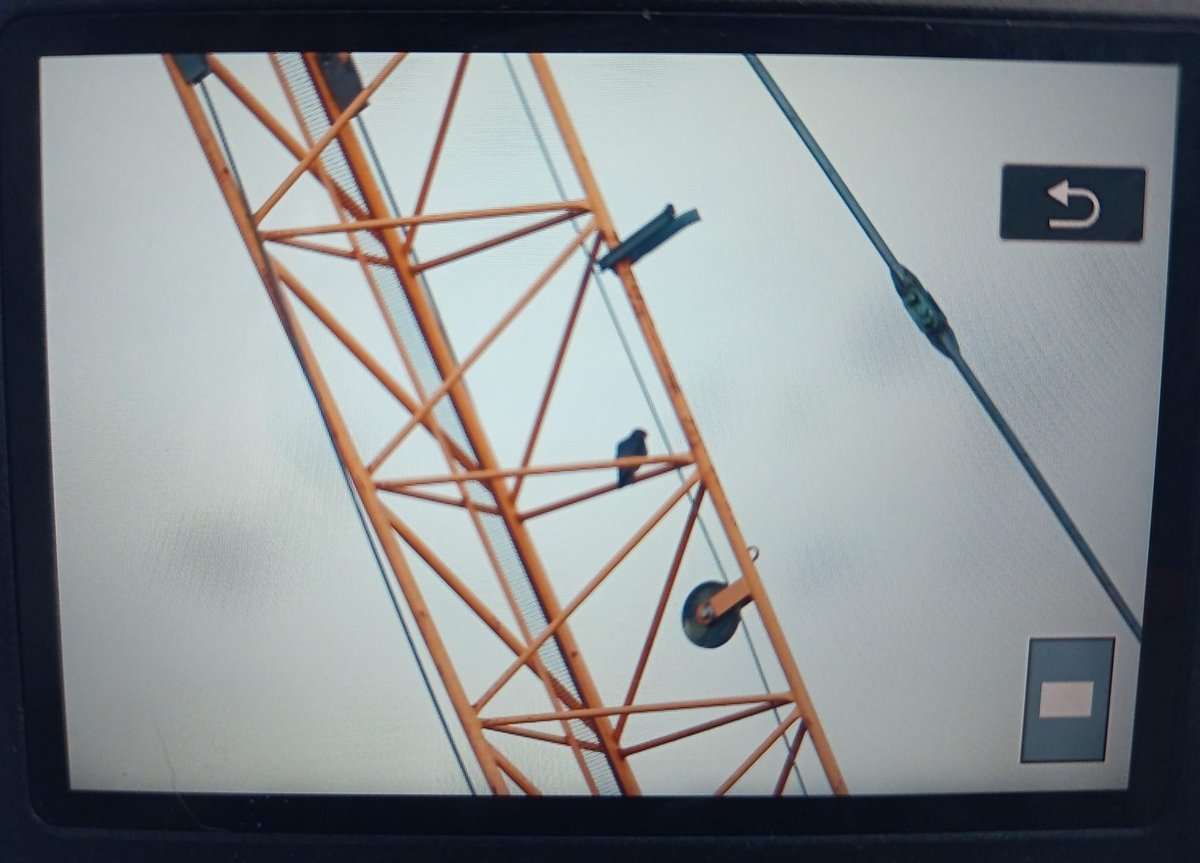 NewburyPeregrin's tweet photo. 8th June
It's the first time we've seen tiercel B69 perched on one of the construction cranes this year; the pressure is on to provide for the quartet of full grown juvs and matching appetites
He is very accipter in hunting style
#FlopWatch
@RSPB_Wokingham
@BerksBirdClub https://t.co/pxpqjuLvQY
