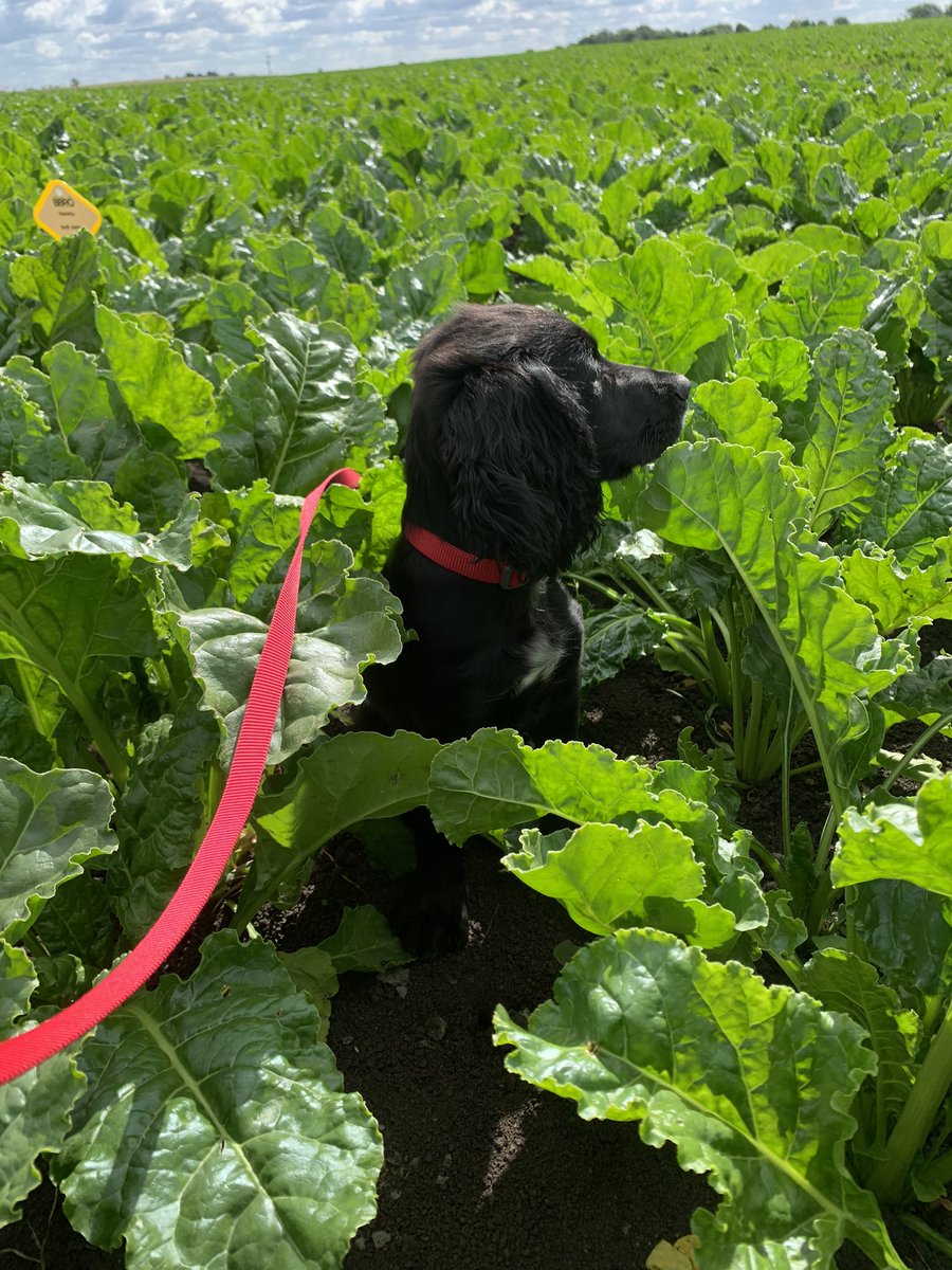 Anthony Hagen tweet media