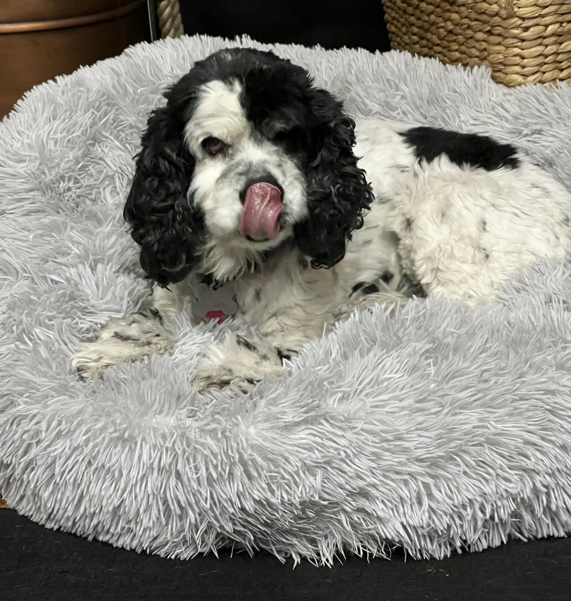 LadybugBarkAlot's tweet image. When Hoo sold her garage over da weekend, her fren sez ‘dis too small fur my GSDs, wud Cookie like dis?’ Cookie sez yes!!!! #DogsofTwittter #seniorpup #RescueDogs #AdoptDontShop #12dogbeds