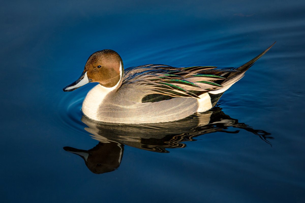 It’s hatching season! Winter wheat provides critical habitats for wildlife. Ducks nesting in winter wheat are 24 times more successful than those nesting in spring-sown cereals. habitatwheat.ca/our-stories/du… <a href="/ducanada/">Ducks Unlimited CAN</a>