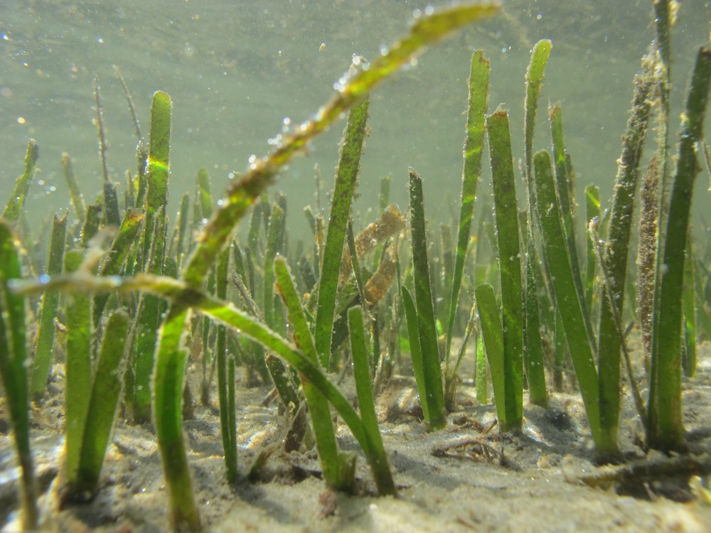 With SeagrassSpotter, ocean enthusiasts around the world can become citizen scientists who contribute to marine conservation with just a few taps of their phone 📱🌱

Have you seen any seagrass lately? Make sure to let us know at SeagrassSpotter.org or via the app.

📸: npeer
