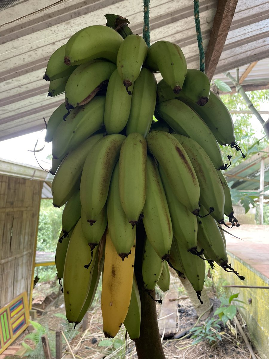 Guineo seda 🍌 ❤️. #banana #zamorachinchipe NOT the comercial Cavendish with zero taste. This banana 🍌 has real natural sweet taste #realfood #tropicalfruit