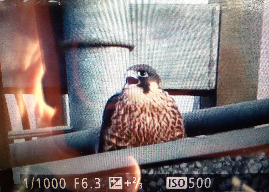 NewburyPeregrin's tweet photo. 8th June
I did it !!!!
Yes, it was DA Darcy, the first observed Maiden Flight 2022
#FlopWatch
@RSPB_Wokingham
@BerksBirdClub https://t.co/0vRe0gAaKK