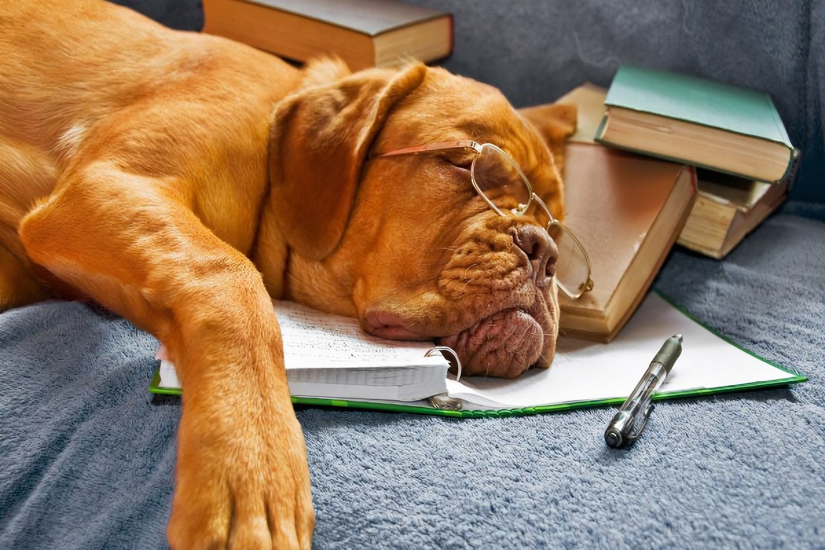 "Fuera del perro, un libro es probablemente el mejor amigo del hombre, y dentro del perro probablemente está demasiado oscuro para leer"
                                                                 Groucho Marx