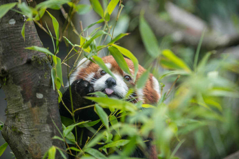 Oregon Zoo tweet media