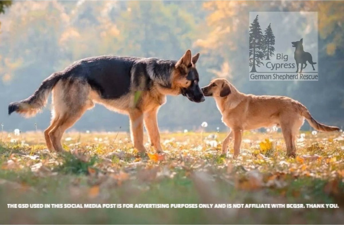 Understanding your dogs body language. Always pay attention to your dogs ears. Ears that are held upright and forward￼ Indicate excitement or curiosity. Ears that are held close to the head and pointing towards the tail often signals fear or anxiety. ￼￼
