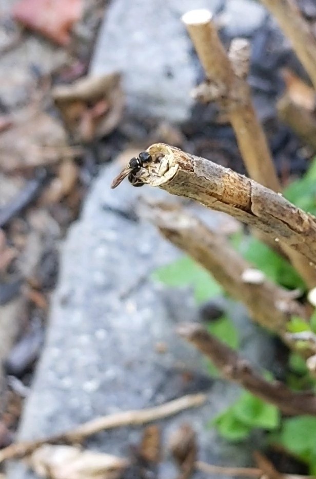 <a href="/TheBirdist/">The Birdist</a> Yes! I cut back a hydrangea infected w/ mealy bugs and soon there were tiny bees everywhere. I watched them search for their holes and dig new ones when they couldn't find them. The sawdust stuff I saw was construction debris and not mealy bug waste!