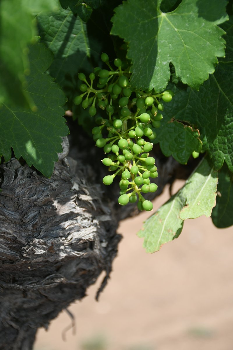 The grapes are looking great for this year's vintage. 

willcoxwinecountry.org

#arizona #arizonawine #wine #vineyard #festival #livemusic #willcox #willcoxwine