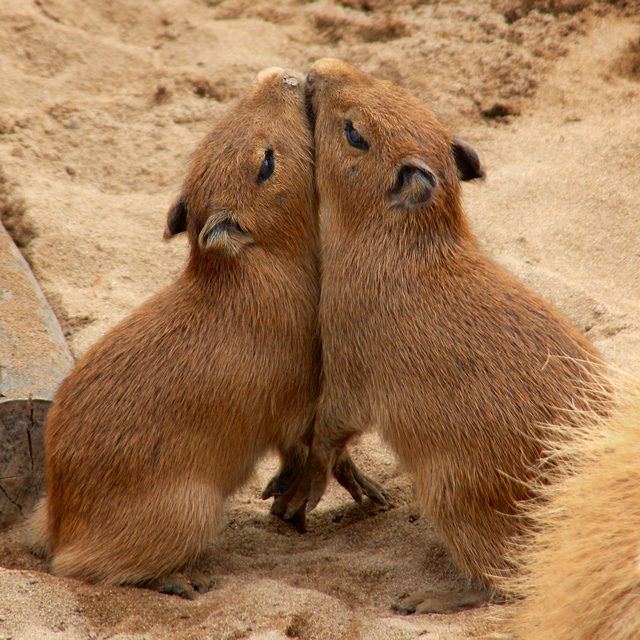 capybara babies