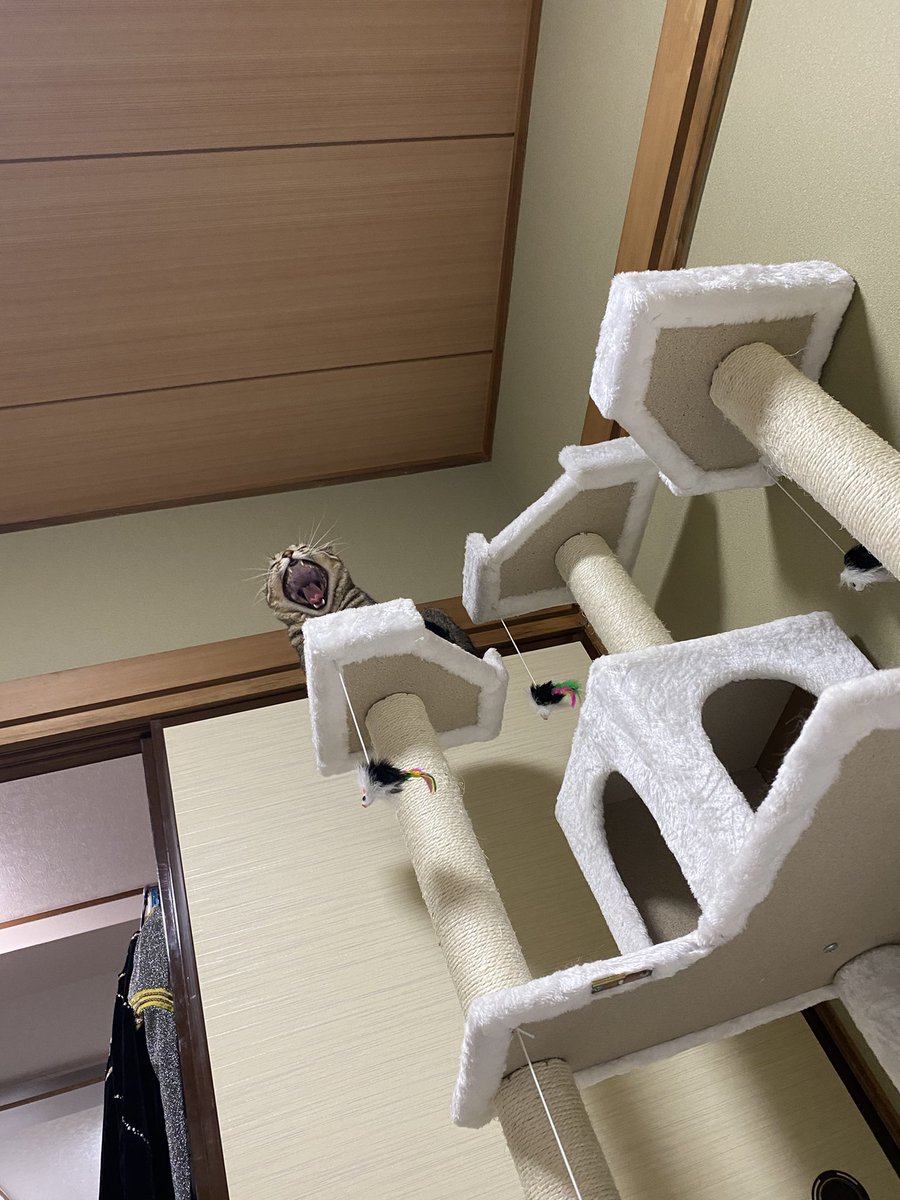 rabbitcat232's tweet photo. ジェラちゃん、大あくび🐈💤

#猫の��くび　#猫のいる暮らし https://t.co/cWzoaQAdIB