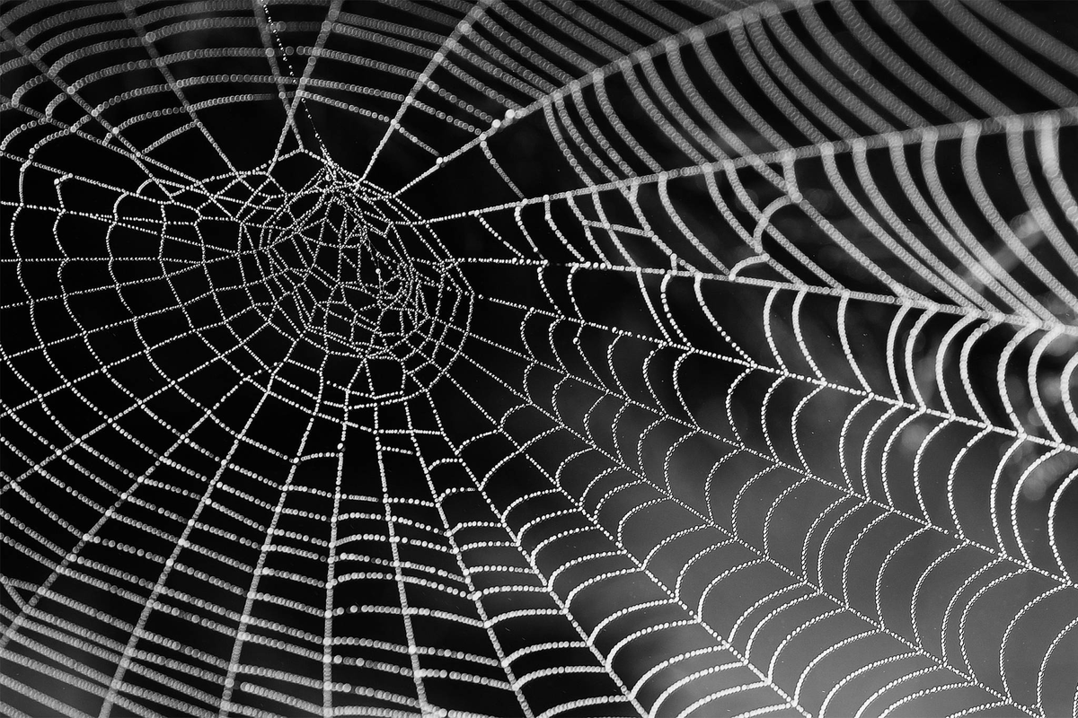 SixtyWattTrivia's tweet photo. Random Fact to take with you : Spider webs were used as bandages in ancient times.

#trivia #fact #spider #didyouknow #weirdfacts #sixtywatttrivia #yyjtrivia #knowledge https://t.co/9Vkrhc1QRJ