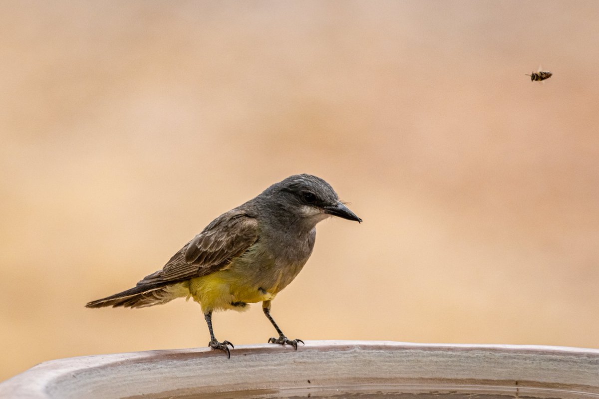 Dr_Brian_Pet's tweet photo. Western Kingbird,
which is a #supersize
flycatcher, and
little friend
#mybackyard #SierraVista #semirural #Arizona
#bird #birds #birding #birdwatching
#birdphotography
#bee #bees #honeybee
#beewatching
#pollinators https://t.co/hknaXJbDY1