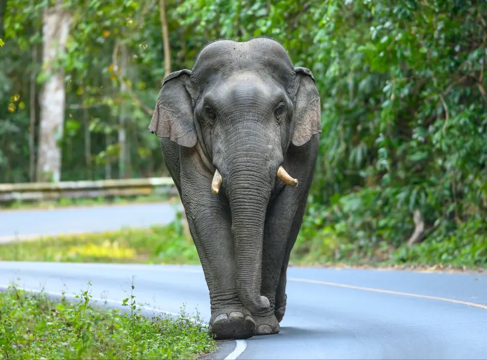 SaycheeseDGTL's tweet photo. Elephant k*lled 70 year old woman in India and returned to trample on her corpse at her funeral. Elephants have the 2nd best memory after dolphins &amp; are known for holding grudges 💔🐘 https://t.co/PEl6EcDnrD