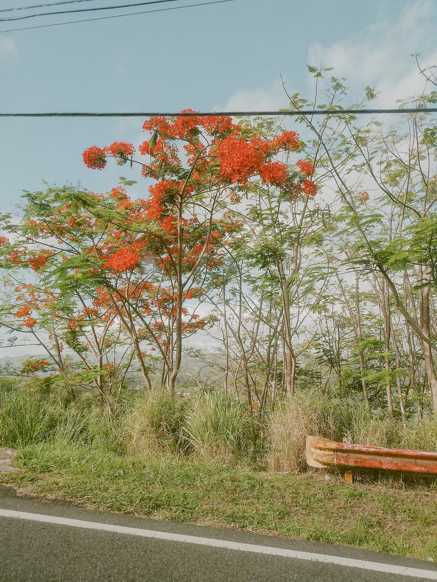 Mariani09's tweet photo. 🌿 De camino. 

📍 Toa Alta, Puerto Rico https://t.co/JEIuZ8CGzV
