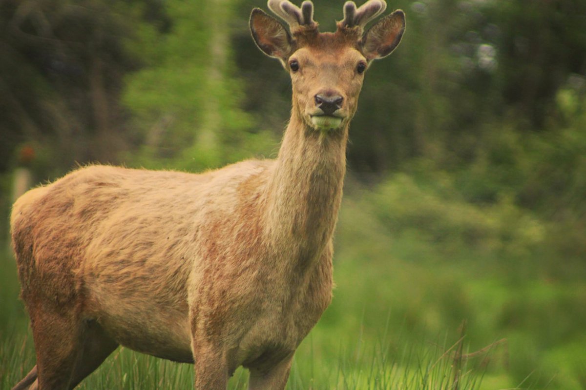 Deer at Farran Wood

#WildlifePhotography #deer #IrishPhotography #Ireland #Cork