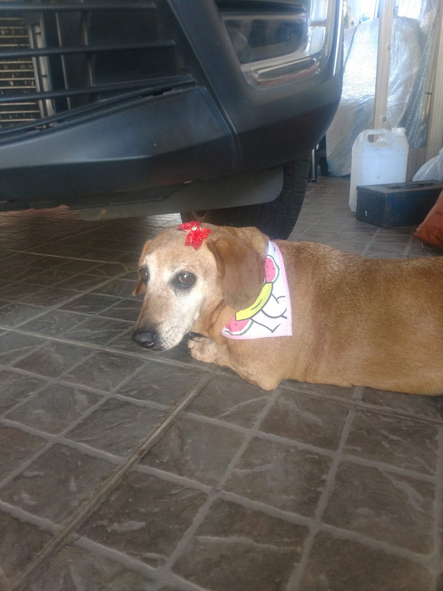 M1nguel's tweet photo. Infelizmente você não ficou a vida toda cmg como eu achei que ia ficar, porém foram 17 anos de muita felicidade, te amo muito docinho https://t.co/qSiy5DZvE6