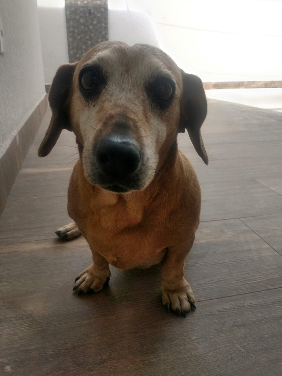 M1nguel's tweet photo. Infelizmente você não ficou a vida toda cmg como eu achei que ia ficar, porém foram 17 anos de muita felicidade, te amo muito docinho https://t.co/qSiy5DZvE6