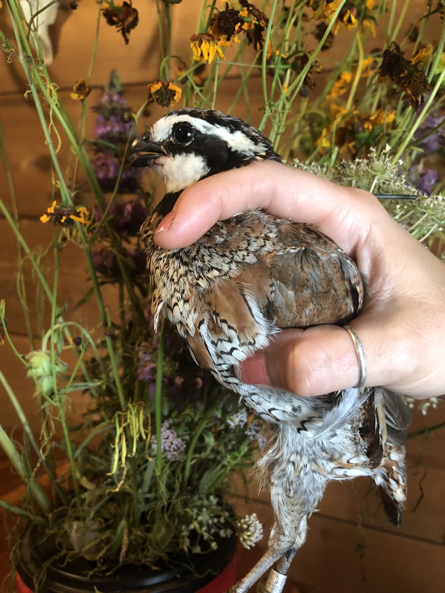 1. Catches a bird in mist net... it bounces out .... 2. Catches another bird in net 15 min later... already radio-collared ...... 3. Turns out the already radioed bird is one we've been missing for weeks 🎉 good morning on the Prairie