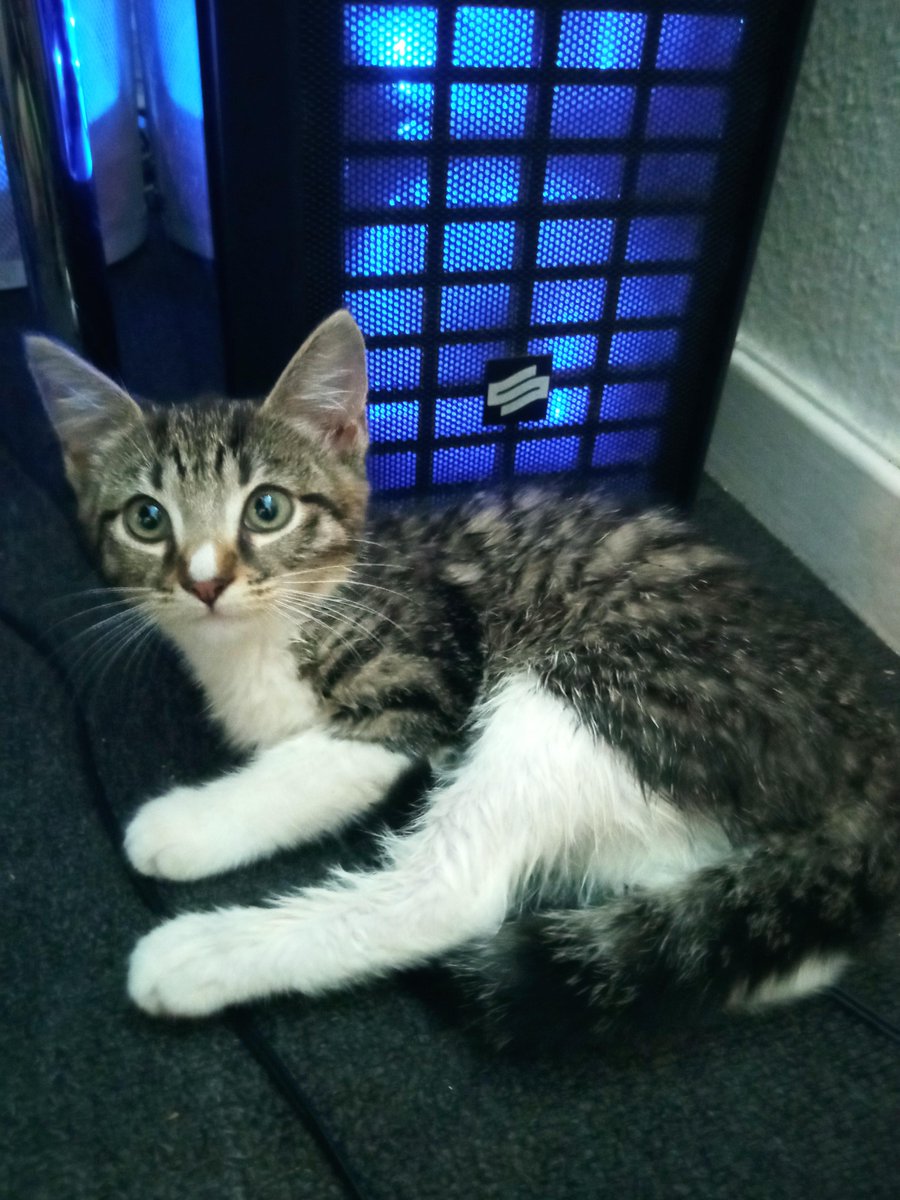 michaelscat2's tweet photo. My neighbor threw this kitten out because it was "meowing too much". I guess I have a cat now.. Looking for name ideas! https://t.co/PsB3zOFno7