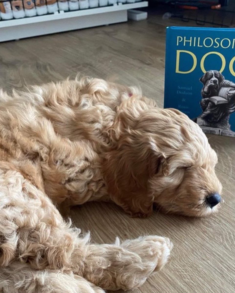 Philosophical lessons that Wallace has taught me so far today. 

1) Humans would you well to remember the teachings of Plato’s pup, Fido-rus, who barked “One cannot make a slave of a free dog; for a free dog is free even in a prison - even if that prison is an expensive pen”