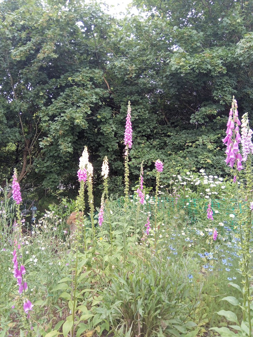 DBraidenPhoto's tweet photo. A few of our foxgloves are now over 2.1M tall and still going. Loads of bees too..

#WildlifeGardening #gardening 
#Nature #Foxglove #WildFlowers
#flowers https://t.co/2iLZY1HpG6