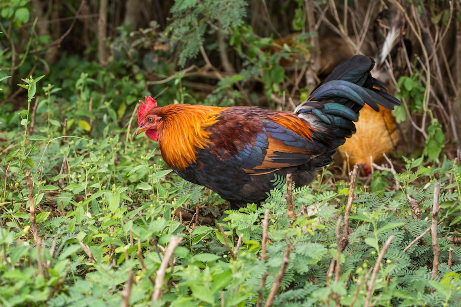 deepseadawn's tweet photo. Chickens have gone crazy in Hawaiʻi. But there’s a way bigger problem. "The real endemics in Hawaiʻi are the military, the tourism and the rapid influx of nonlocal property buyers." https://t.co/ca3fuJhAsM cc @auntyrenee https://t.co/rsDmySJVOe