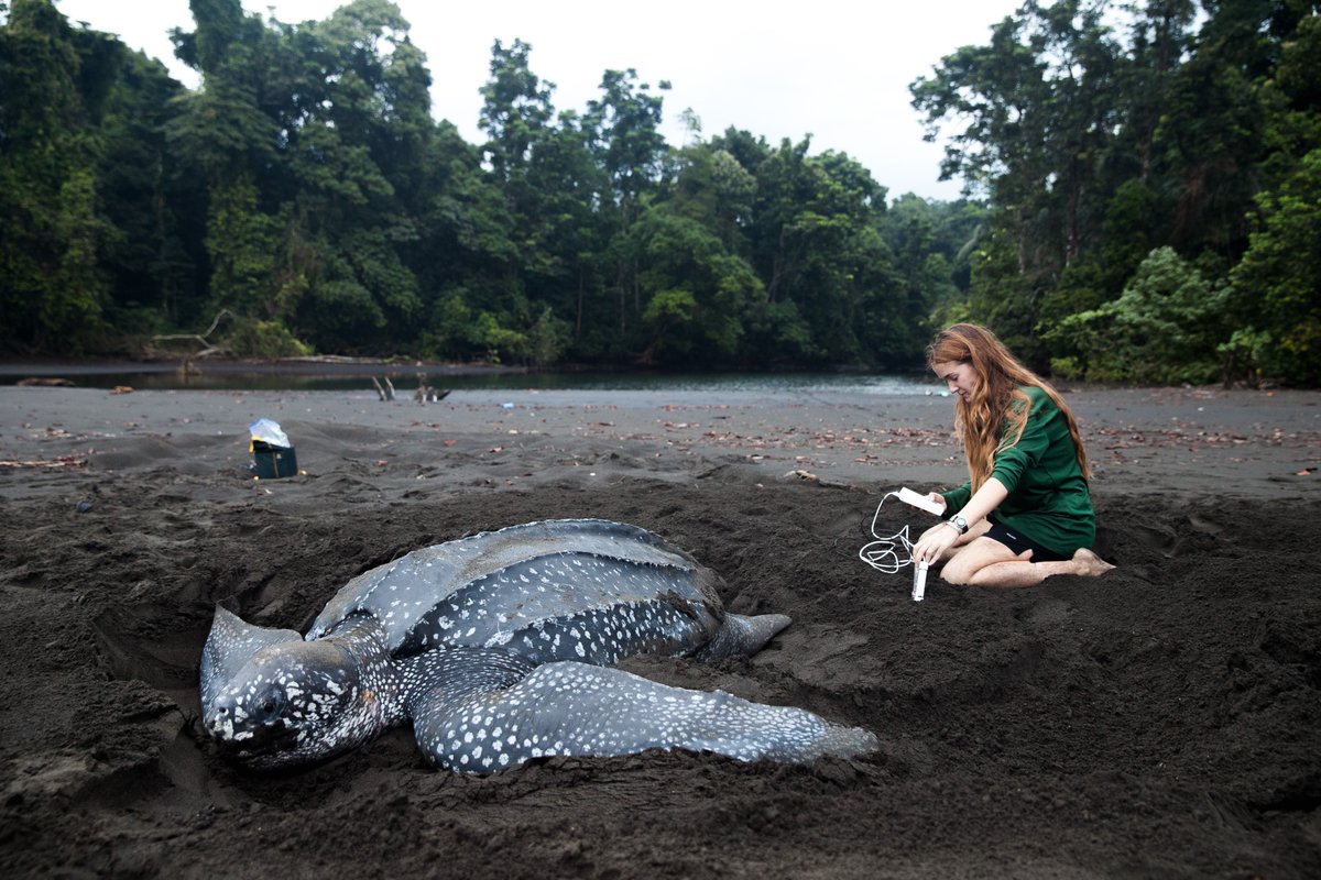 “To me Pride Month means freedom. Freedom to exist. Freedom to dream. Freedom to be. I'm celebrating this year by being honest and open about who I am.” — #NatGeoExplorer and marine conservation biologist <a href="/CAVeelenturf/">Callie Veelenturf</a>. #PrideMonth #SeaTurtleWeek

Photo by: <a href="/JonahReenders/">JonahReenders</a>