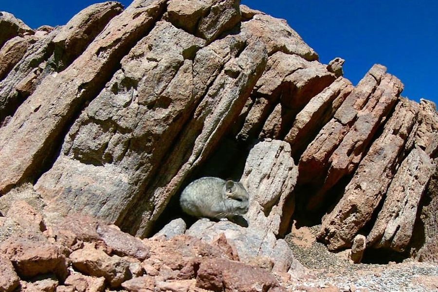 ZCOG's tweet photo. ZCOG and SAFE Chinchilla selected to receive this year’s RIL TAG @RodentPro Conservation and Welfare grant award for work with the Zoológico Nacional de Chile (@parquemetminvu) on the Short-tailed Chinchilla Conservation Project. 
Details: https://t.co/H0XbLlD8gH

#WeAreAZA https://t.co/HPEZjLSxvX